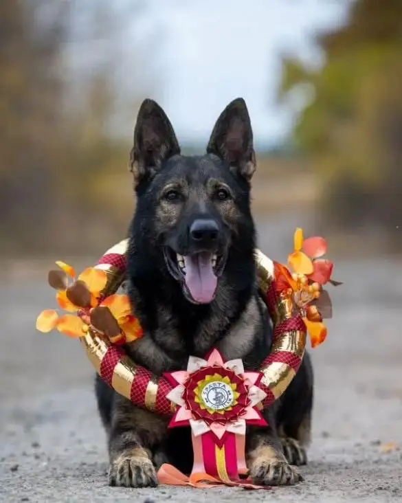 Немецкая овчарка, фотография 3