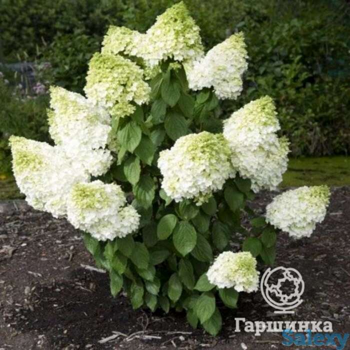 Гортензия мэджикал мунлайт, фотография 1