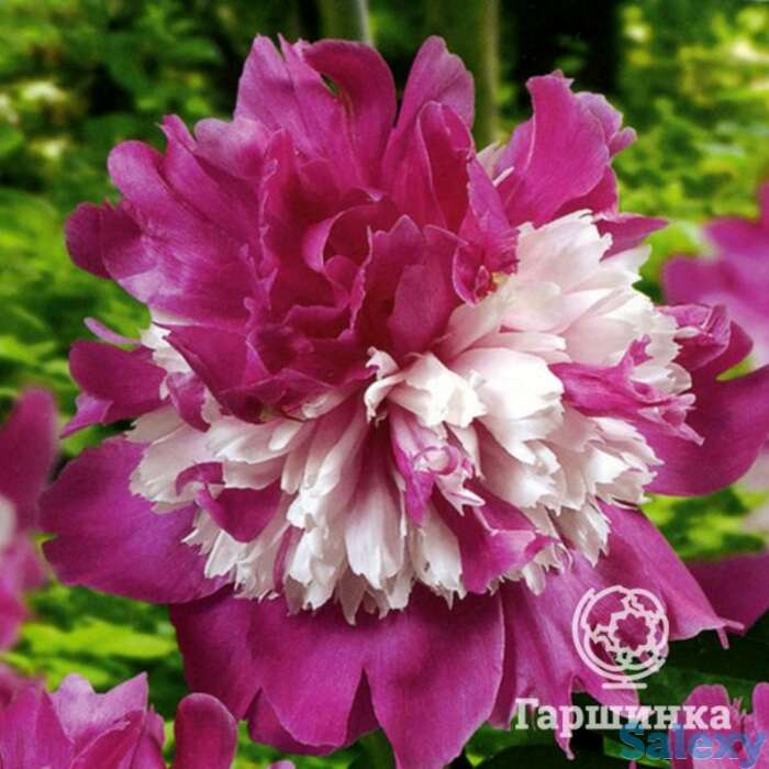 Пион селебрити, фотография 1