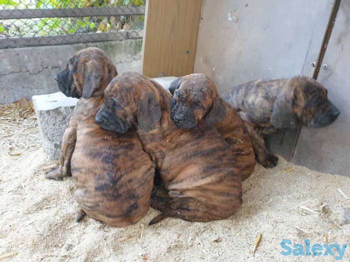 Бразильский мастиф, фотография 7