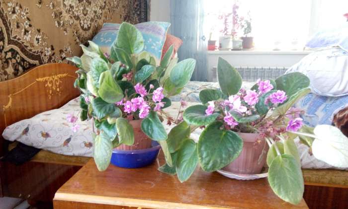 Домашние и офисные цветы, фотография 7