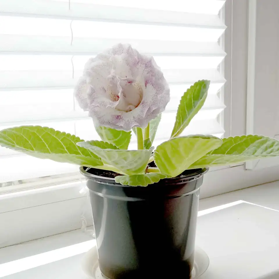 Глоксинии. Комнатные цветы., фотография 9