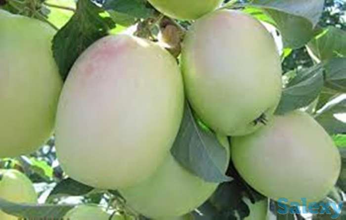 Саженец яблони мм 106 Розмарин, фотография 1