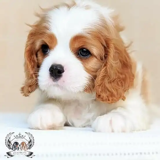 Профессиональный питомник ANGEL MECHTY., фотография 3