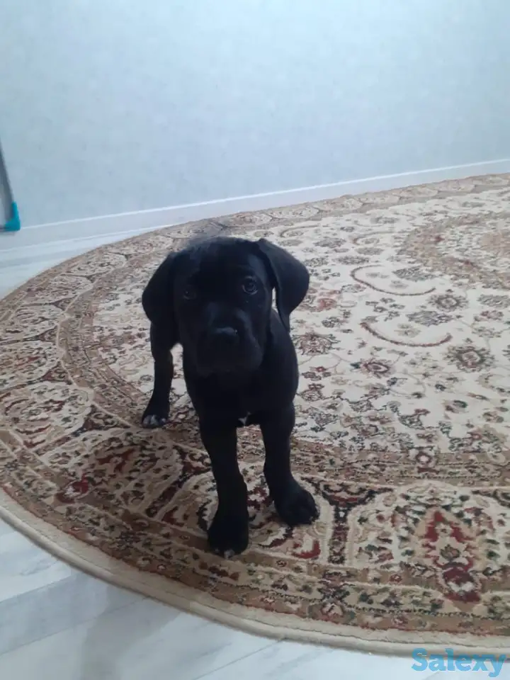 Продам собаку, фотография 3