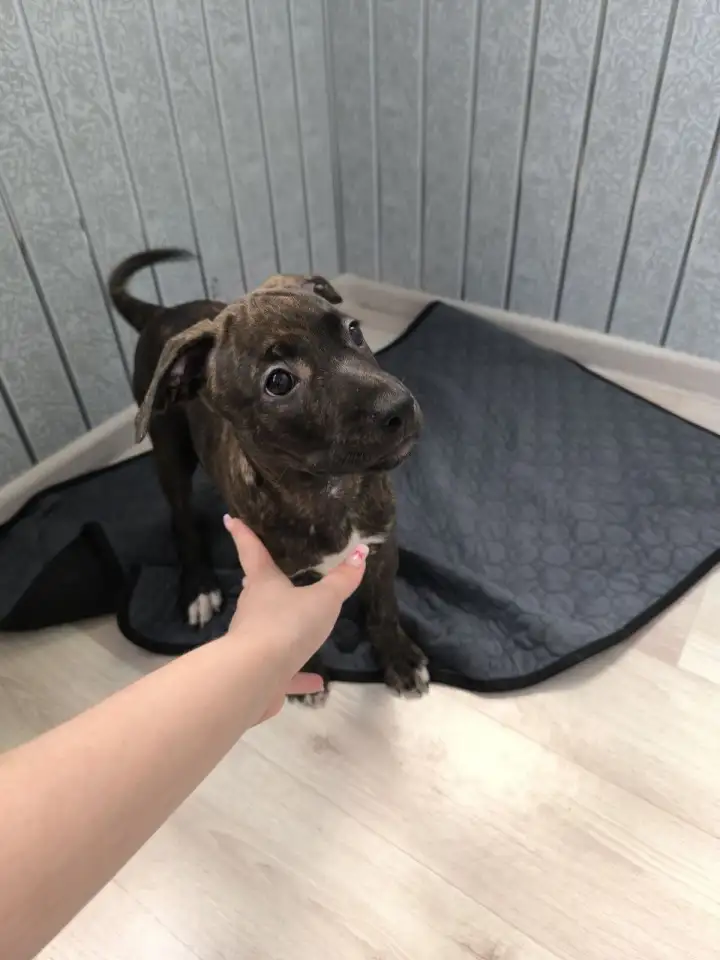 Щенки ПИТСТАФФ остались девочки, фотография 2