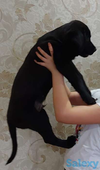 Продам щинка лабродора, фотография 1