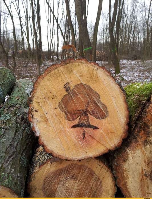 Спил деревьев дешево! , фотография 3