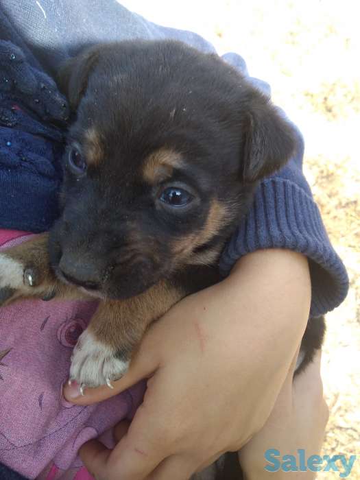 Отдам в хорошие руки, фотография 3