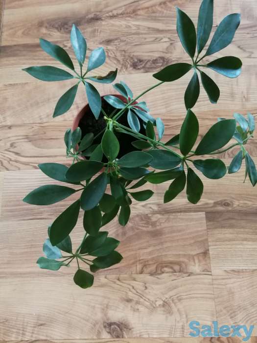 Комнатные цветы, фотография 1