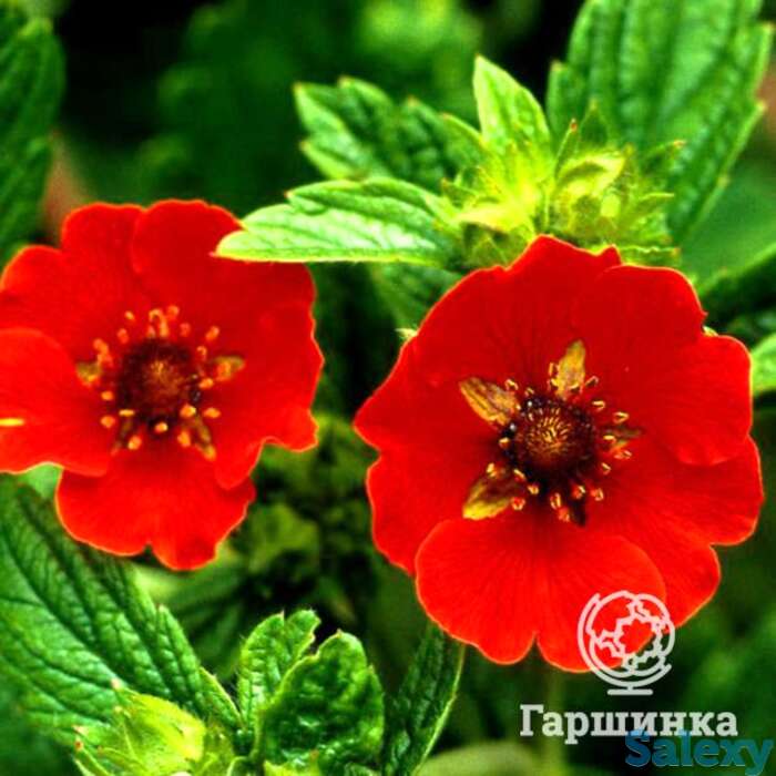 Лапчатка травянистая Гибсон Скарлет, фотография 1