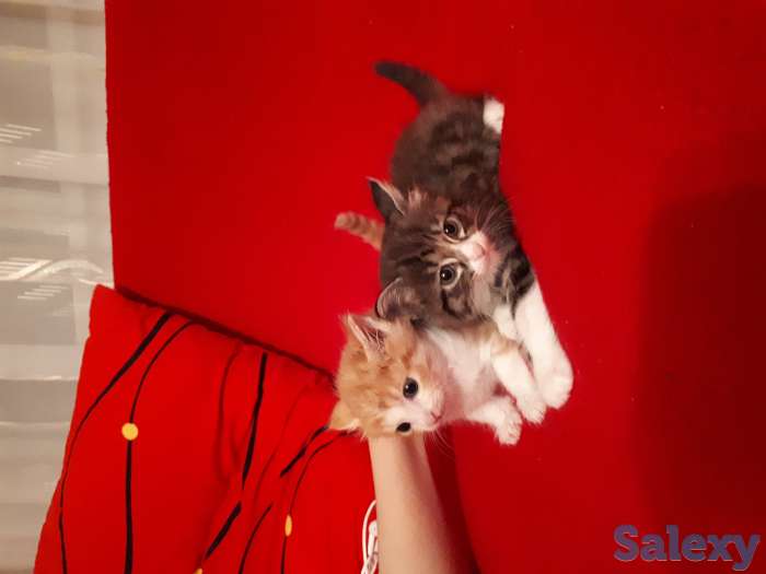 Подарю домашних котят в добрые руки, фотография 2