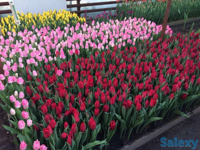 Тюльпаны оптом к 8 марта, фотография 1