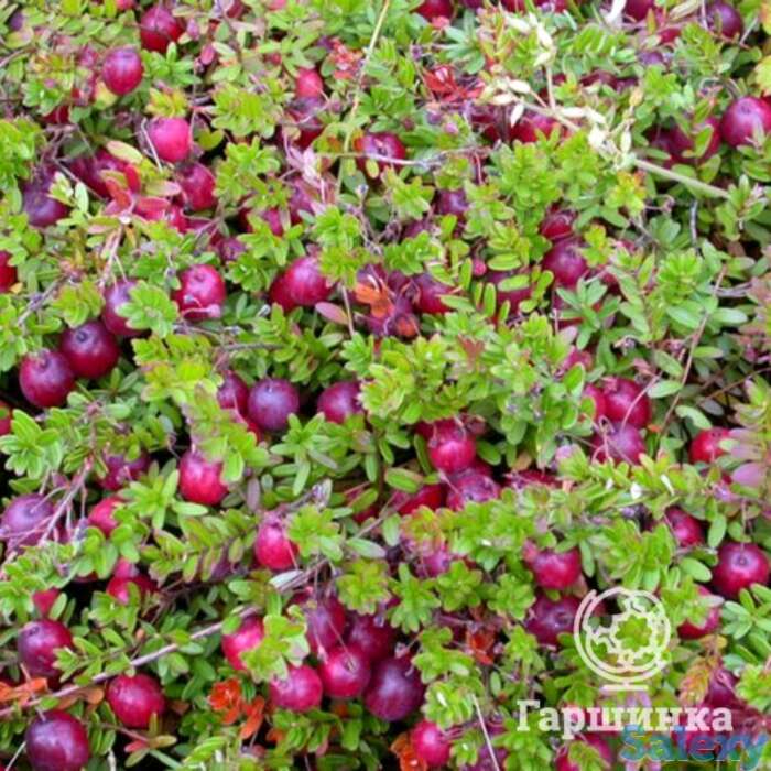 Клюква пилигрим крупноплодная, фотография 1