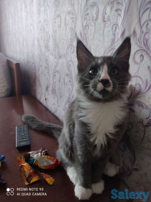 Продам котенка породы Мэйн Кун, фотография 2