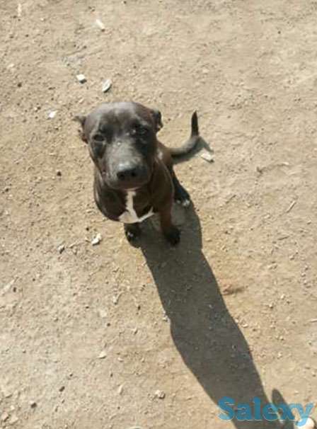 Питбуль, фотография 1