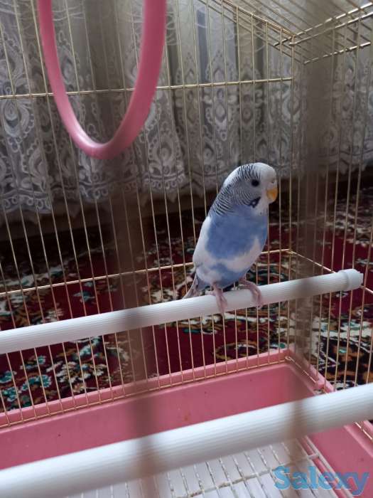 попугай, фотография 2