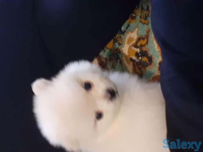 Померанский шпиц, фотография 3