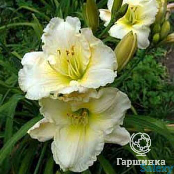 Лилейник близард бей, фотография 1