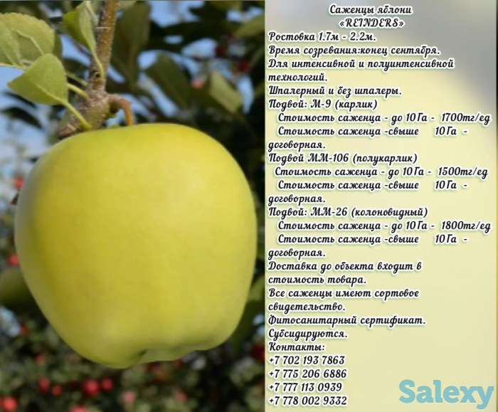 Саженцы яблони 