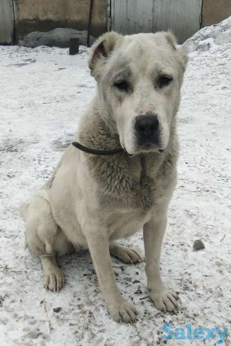 Продам щенков алабая, фотография 3
