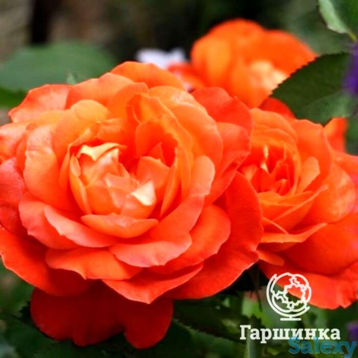 Роза супер трупер, фрайер, фотография 1