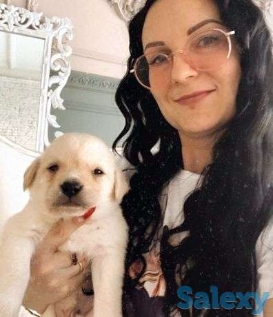 Лабрадор ретривер, фотография 1