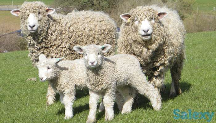 Племенные овцы Линкольн (скот из Европы класса Элита и Элита Рекорд), фотография 6