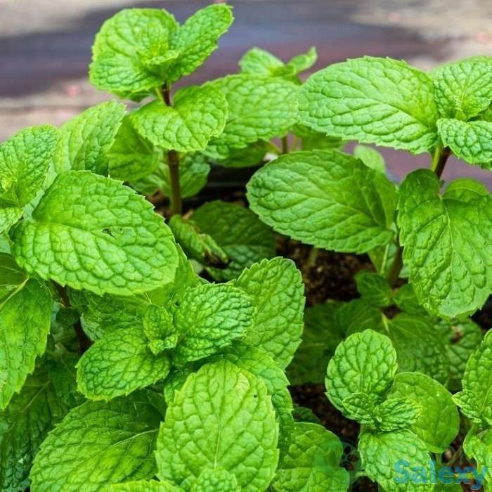 Продажа цветов, фотография 5