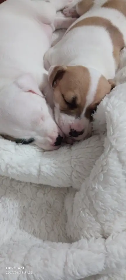 Продам щенков, фотография 6