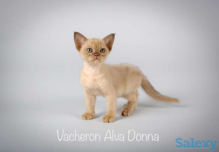 Бурманские котята, фотография 3