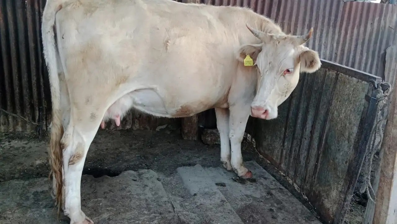 Продам корову с теленком, фотография 1