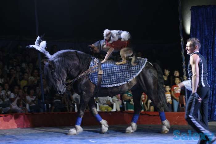 Цирк шапито АКУЛА в Алматы, фотография 2