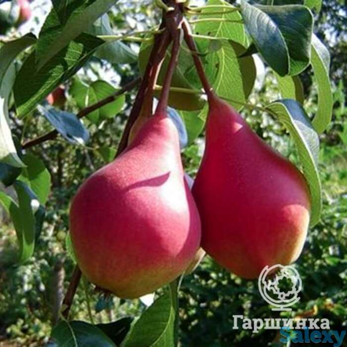 Груша нарядная ефимова, фотография 1