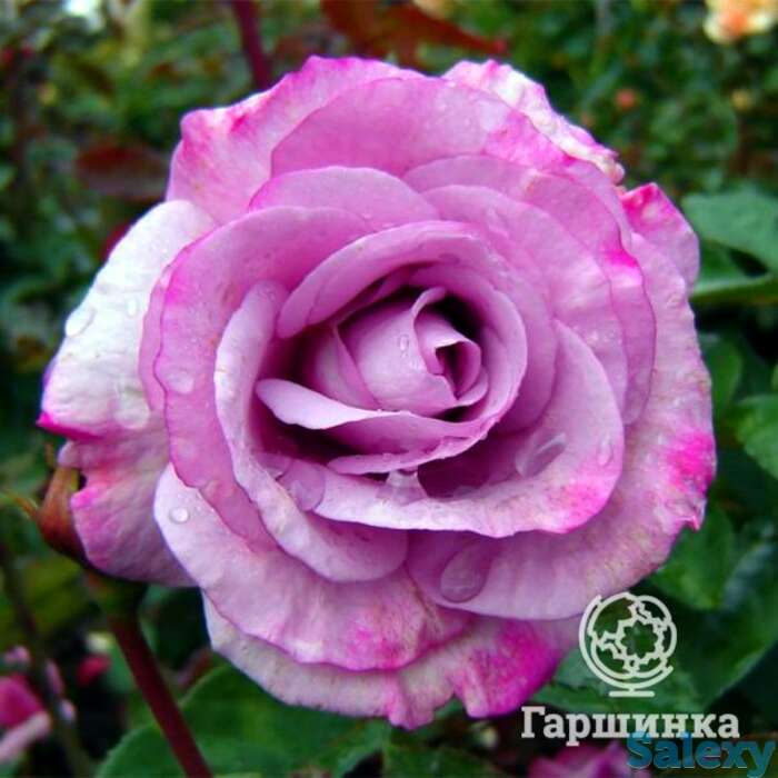 Роза муди блю, фрайер, фотография 1