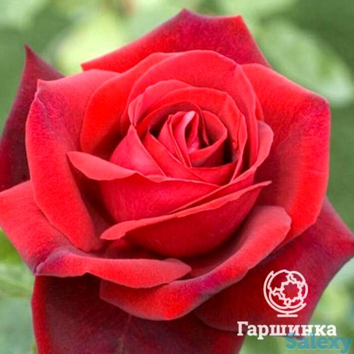 Роза эдит пиаф чайно-гибридная, топалович, фотография 1