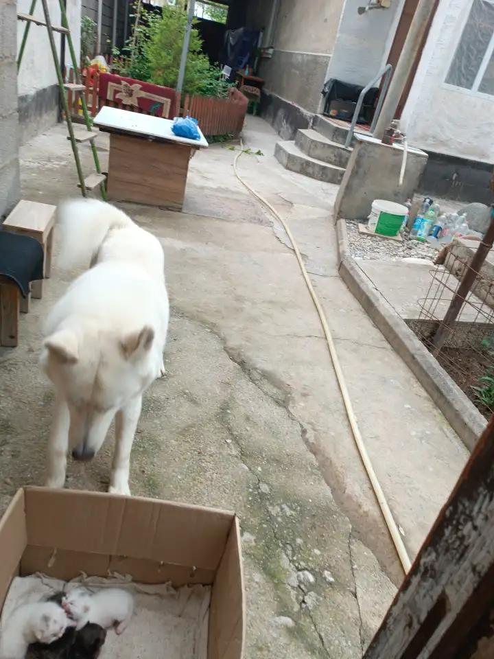 Породистая Лайка, 3 года, фотография 6