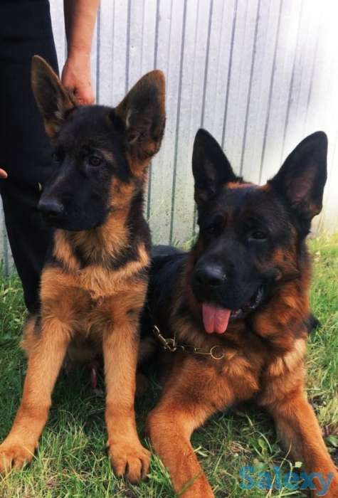 Немецкой овчарки щенков, фотография 6
