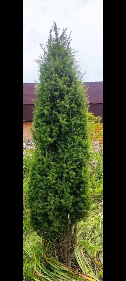 Туя выше 3 метров, сосна живая, берёза, ива, ольха, рябина, рассада., фотография 1