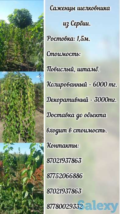 Саженец шелковицы - тутовника Сербия, фотография 1