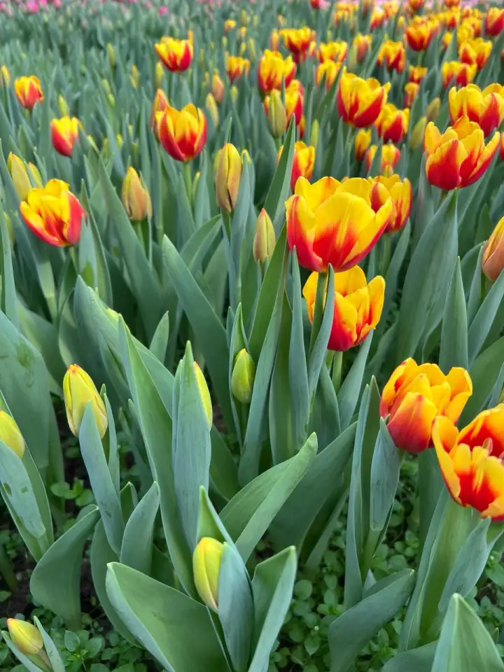 Тюльпаны к 8 марта, фотография 4