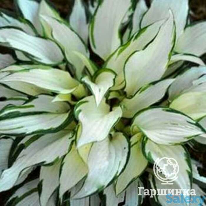 Хоста уайт крисмос (ml), фотография 1