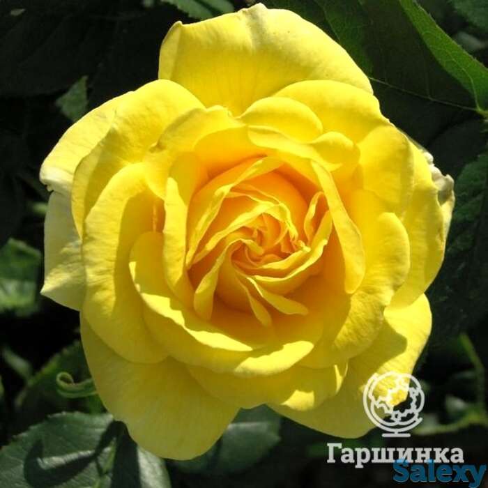 Роза Карт д'Ор флорибунда, фотография 1