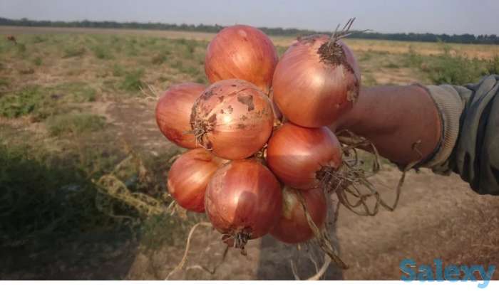 Семена лука тип Banko, фотография 1