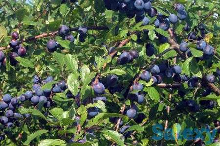 продам дачу в р-не аэропорта, поселок, фотография 1