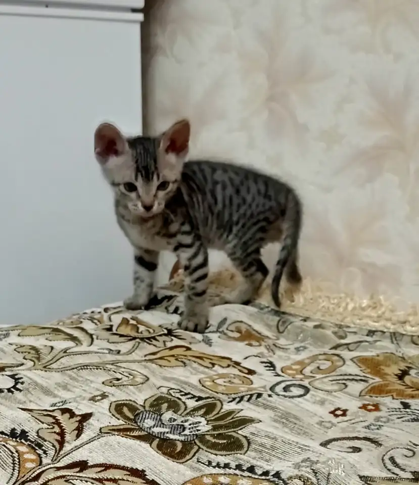 Велюровые, донские красавцы сфинксы, ждут своих хозяев!!!, фотография 7