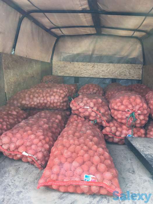 Продаю картошку на посадку!!! По самой выгодной цене!!!, фотография 1