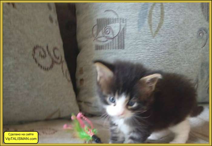 продаю котят Мейн- Кун, фотография 3