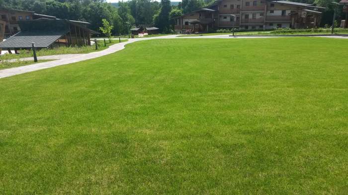 озеленение цветами, фотография 2