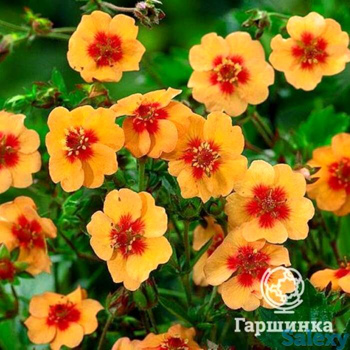 Лапчатка травянистая Тонги, фотография 1